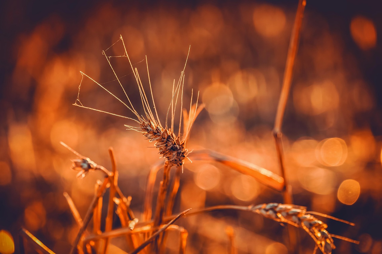 Close-up of golden wheat stalks at sunset with warm bokeh background